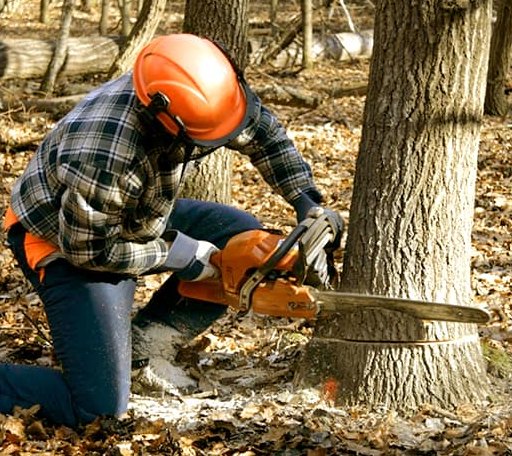 Tree Removal in Gridley, KS